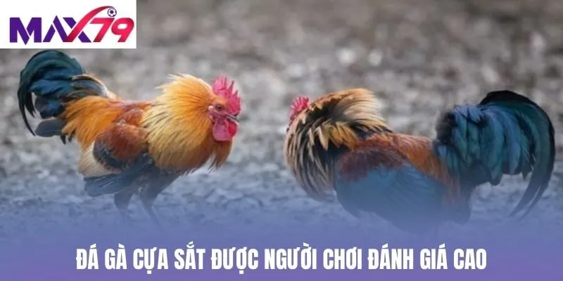 Đá gà cựa sắt được người chơi đánh giá cao
