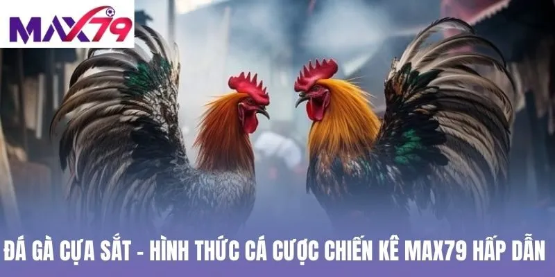 Đá gà cựa sắt
